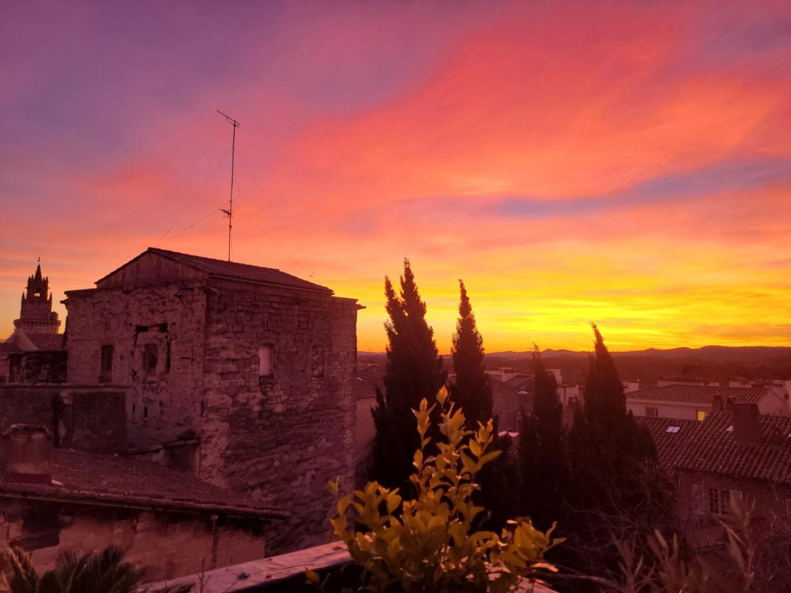 Un Nid Sur Les Toits Face Au Palais Des Papes